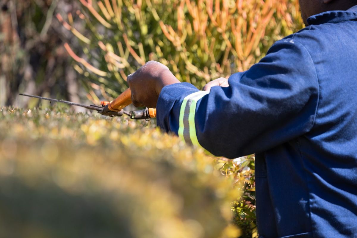 Snoeiwerk aan een haag tijdens tuinonderhoud