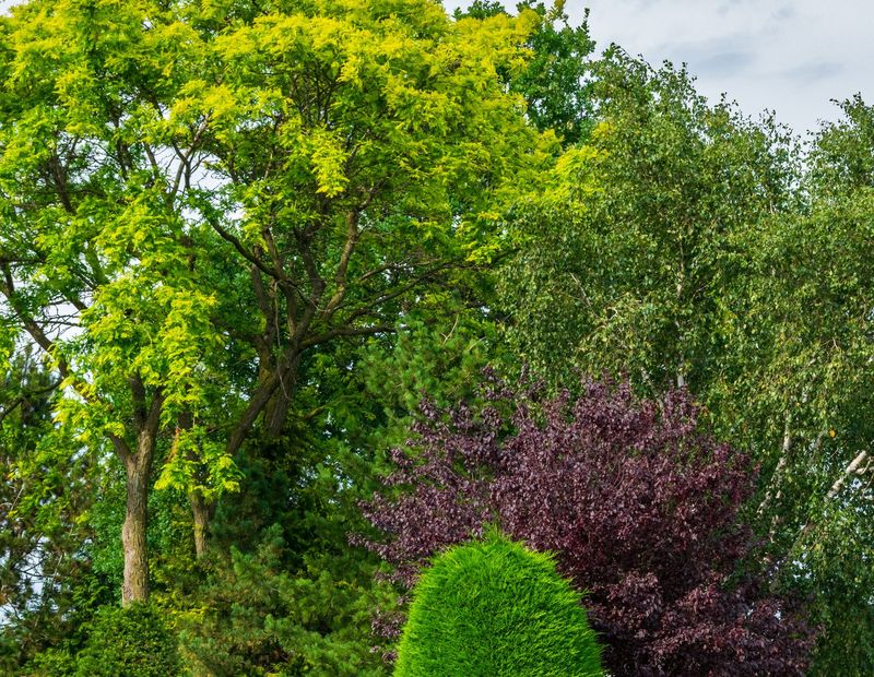Tuin met heesters en gesnoeide vormbomen